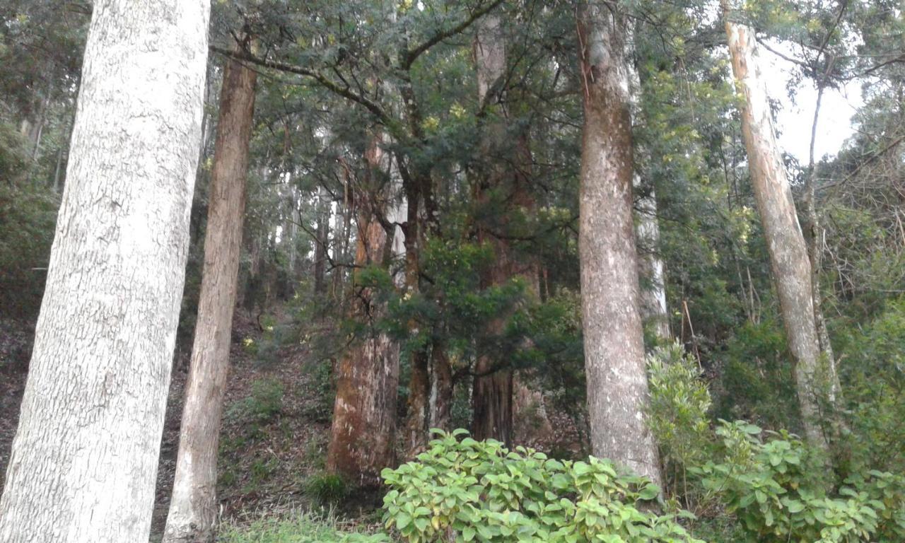 Woods Hut Apartment Nuwara Eliya Bagian luar foto